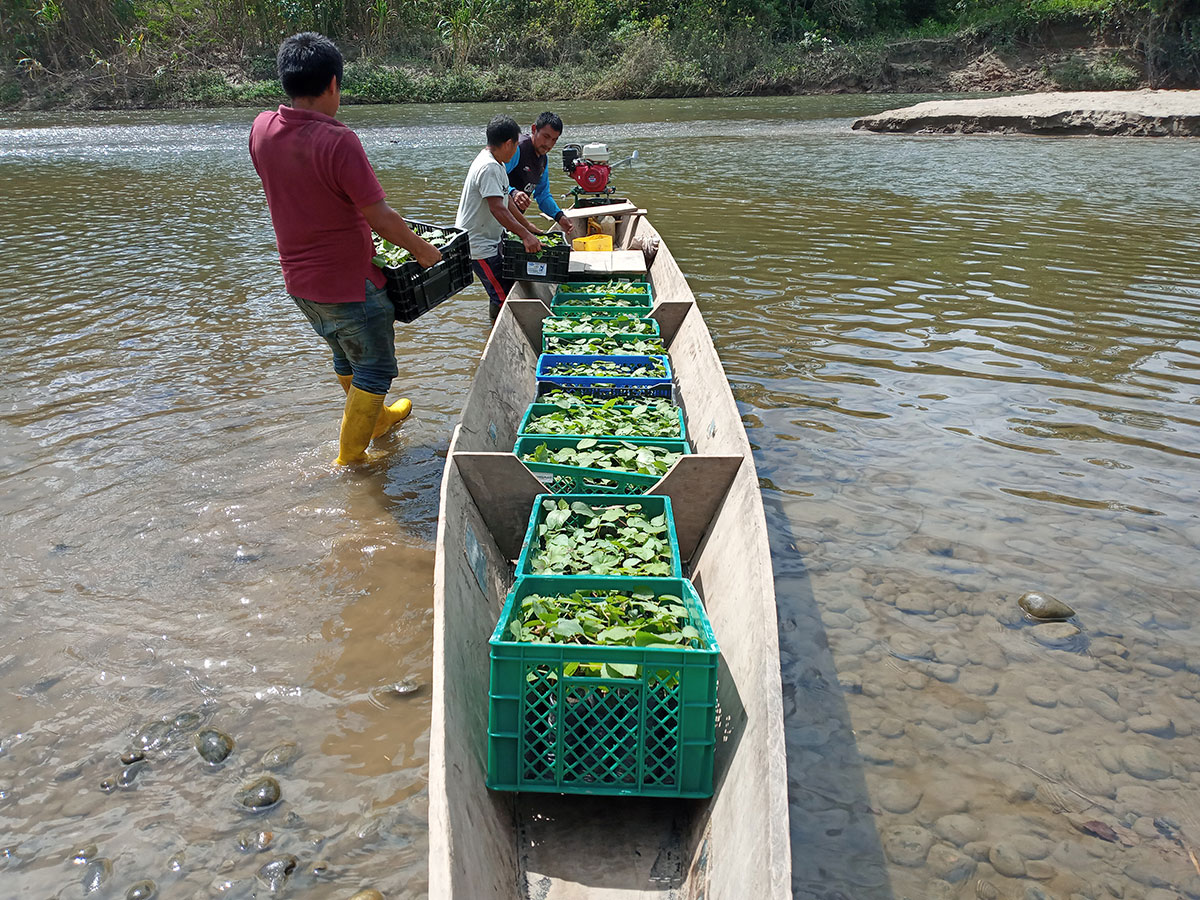 240008 - Ecuador: Ernährungssicherheit verbessern, Identität der Shuar-Indígenas stärken