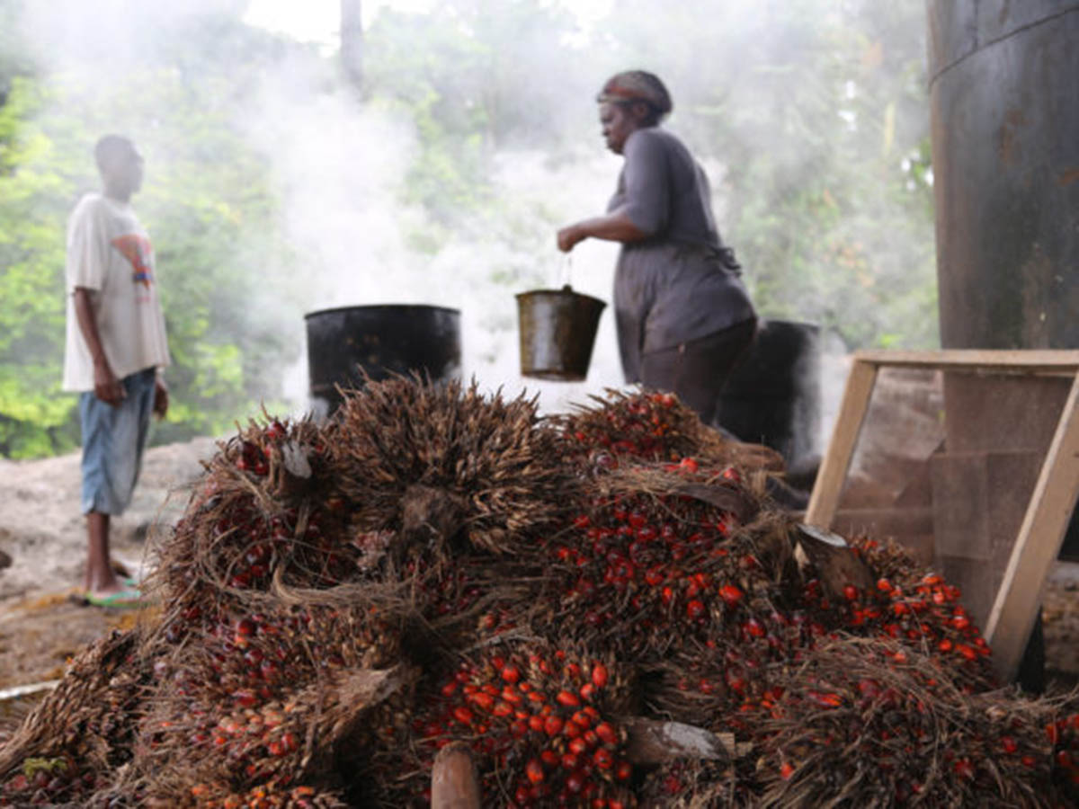 250003 - Kamerun: Bäuerinnen organisieren sich und bringen Ernteüberschüsse zum Markt