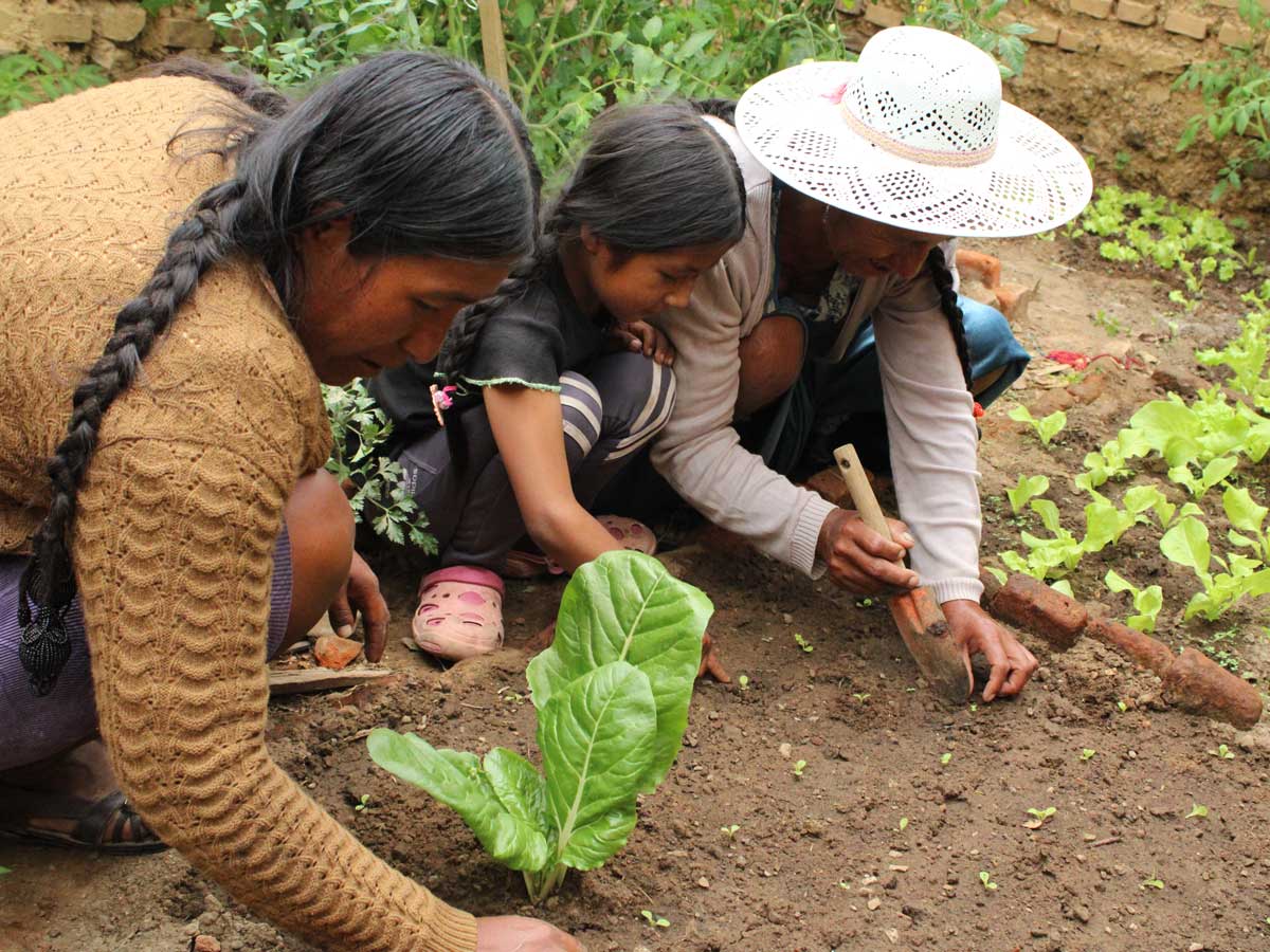 250041 - Bolivien: Weniger Verluste, höhere Erträge für Bäuerinnen